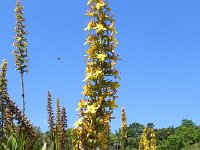DSCN8940  Yellow flowers