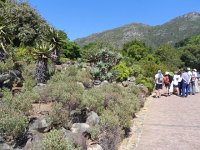 DSCN8941  Aloe plants