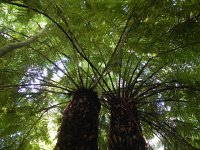 DSCN8945  Tree ferns