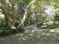 DSCN8948  Old sycamore