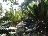 DSCN8951  cycads