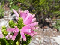 DSCN8955  All colors but blue, we were told