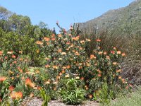 DSCN8969  Protea