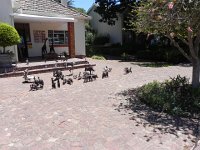 DSCN8976  Metal beasts