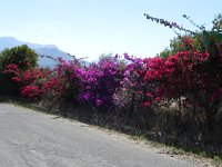 DSCN9015  Bougainvillea