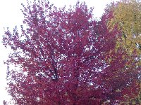 IMG 3426  Fall is here!