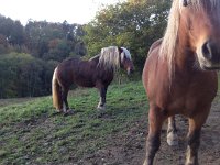 IMG 3429  What beasts!