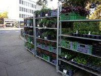 20161012 104026  12 October - plants for the flower bed in Bern