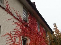 20161026 122634  Luminous vine in Bern