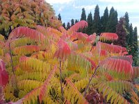 20161028 083514  28 October luminous sumac in Montreux