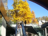 20161028 102722  Brilliant tree at the exit from the Bern train station