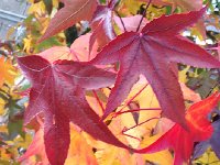 IMG 3460  Sweetgum at the front door