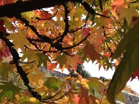 IMG 3475  can&#39;t leave that sweetgum alone!