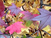 IMG 3476  Christine will finally collect half of the tree&#39;s leaf output!
