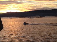 IMG 3154  Gulls following a fishing boat