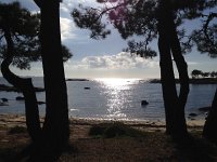 IMG 3233  Pines and reflections