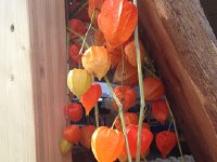 IMG 3386  Chinese lanterns