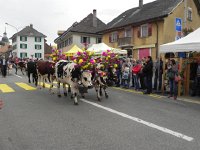 DSCN7631  Cows with headdresses