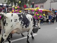 DSCN7632  Cows and bells in action