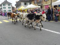 DSCN7634  Last year&#39;s baby cows