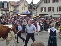 DSCN7638  Cows on parade