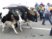 DSCN7648  A gaggle of cows