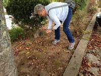 IMG 3246  Back in Portugal at Ponte Lima, the first task was to gather up about horse chestnuts!