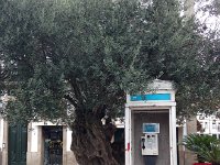 IMG 3275  A very old olive tree and another antique telephone