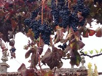 IMG 3290  Beautiful bunches