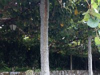 IMG 3293  Hewn granite posts, no trouble with dry root here!