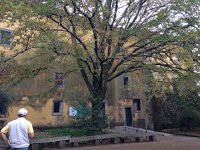 IMG 3299  Greens and yellows