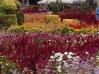 IMG 3313  Antoher colorful garden