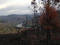 IMG 3332  more evidence of fire