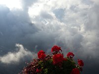 20160911 170856  Geraniums