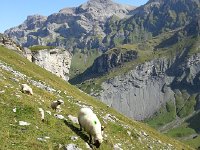 20160912 103145  Sheep along the valley wall