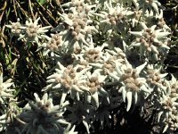 IMG 3367  Edelweiss