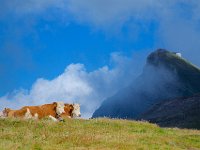 DSC09322  Cows and our final destination