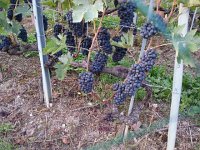 20160913 192344  13 September grapes ready to harvest