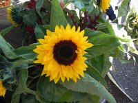 DSCN7543  Flower art