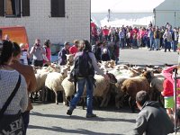 DSCN7582  and now the sheep swirl into town