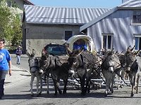 DSCN7585  6 teams of 4 plus a lead donkey