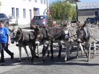 DSCN7586  what a harness!