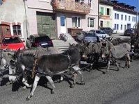 DSCN7587  cars and donkeys