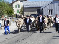 DSCN7590  Round cows and round herders