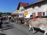 DSCN7594  lovely beast