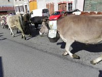 DSCN7596  Ibex/bouqetin on the belt