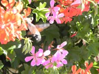 DSCN7601  Geraniums attract a hummingbird moth