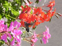 DSCN7602  it was beautiful doing its work