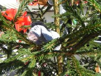 DSCN7604  and Eeyore is not far behind