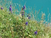 20160903 154506  Lake and flowers